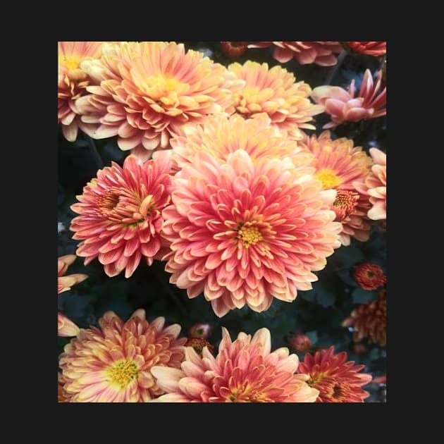 All Shades of orange fall chrysanthemums by Diane Designs
