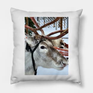 Lapland Pillow