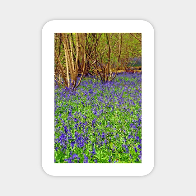 Bluebell Woods Basildon Park Reading UK Magnet by AndyEvansPhotos