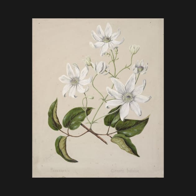 Puawananga - Clematis indivisa, by Sarah Featon by honeythief