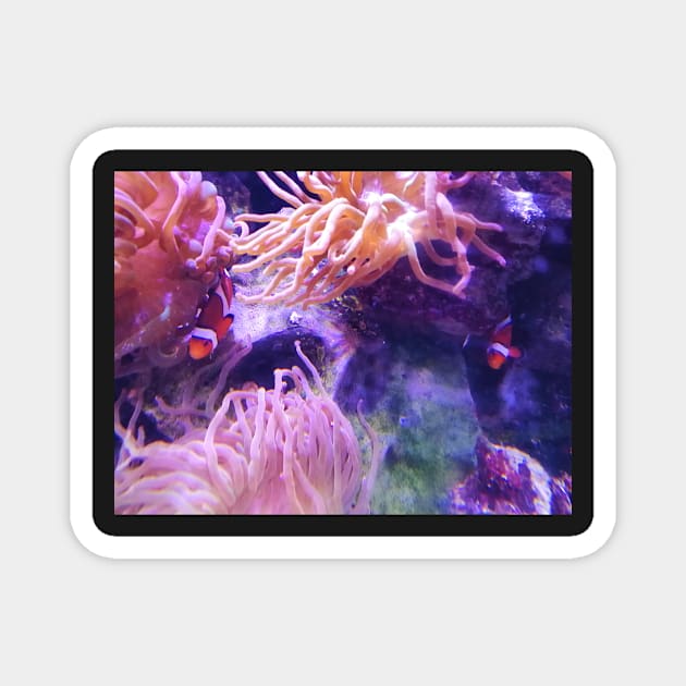 Clown fish in the anemone Magnet by DesignsBySaxton