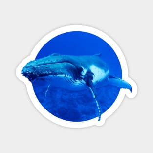 Whale Magnet