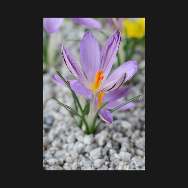 Crocus corsicus  AGM	  Corsican crocus by chrisburrows