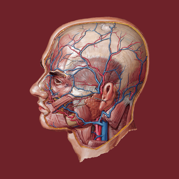 Frank Netter's Superficial Arteries and Veins of Face and Scalp