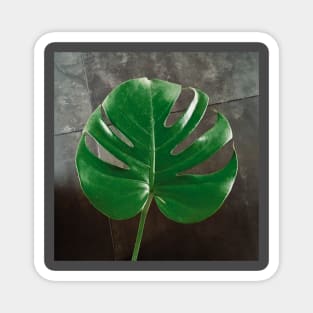 Monstera leaf Magnet