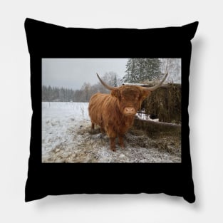 Young Highland  Cattle Cow and half eaten hay bale on a feeder Pillow