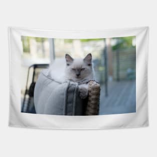 the gray and white ragdoll cat chills Tapestry