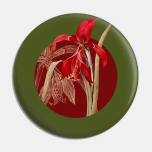 Vintage Amaryllis Botanical Illustration on Circle Pin