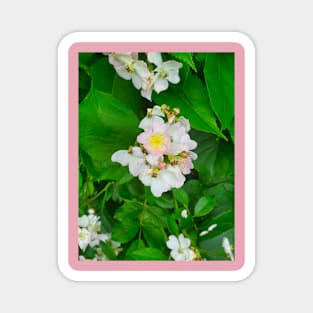 Wild Multiflora Rose Magnet