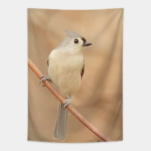Tufted Titmouse with soft out of focus background Tapestry
