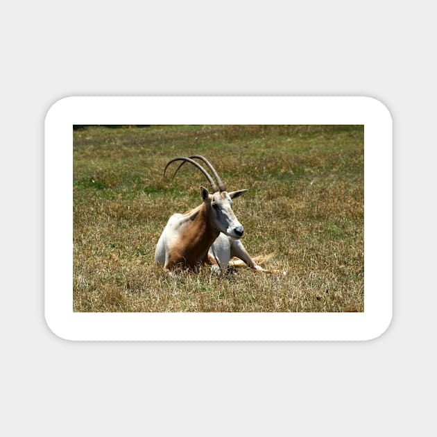 Scimitar Horned Antelope Magnet by GP1746