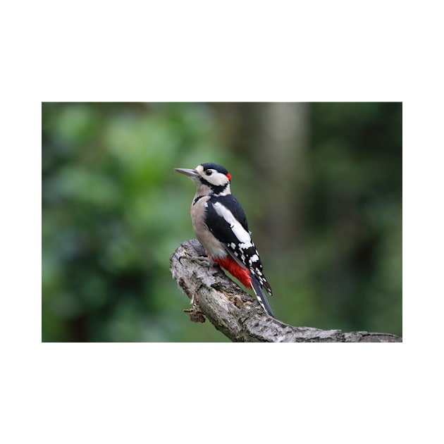 Great spotted woodpecker by kawaii_shop