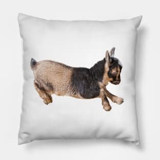 Bouncing Baby Goat 8 Pillow