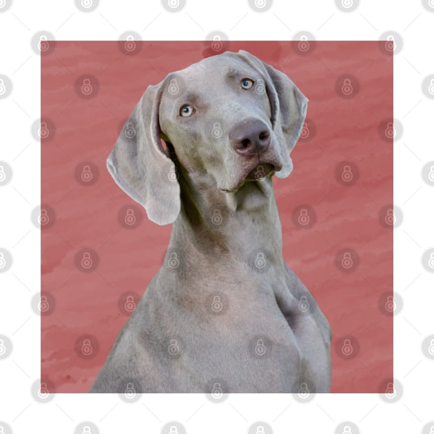 Weimaraner by Noamdelf06