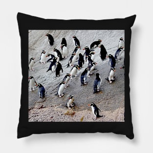 Snares Crested Penguins Pillow