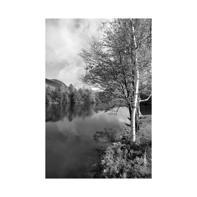 Lake Birch Trees by srwdesign