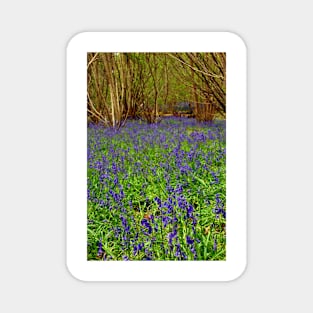 Bluebell Woods Basildon Park Reading UK Magnet