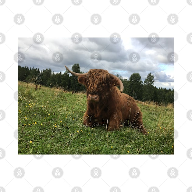 Scottish Highland Cattle Bull 1513 by SaarelaHighland