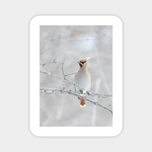 Bohemian Waxwing in winter Magnet