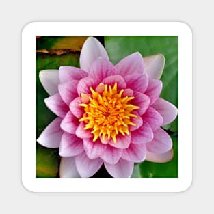 Captivating Pink Water Lily Magnet