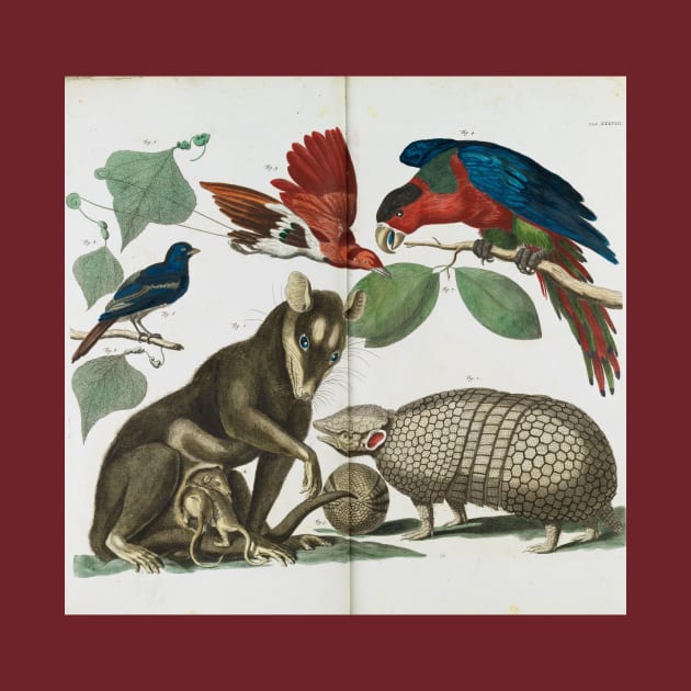 Molucca Opossum, Didelphis molucca and Armadillo, Tolypeutes matacus By Albertus Seba by Amanda1775