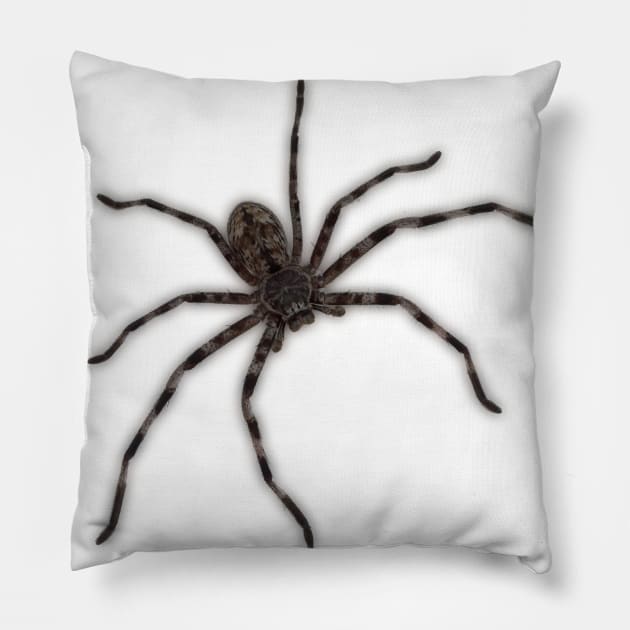 Huntsman Spider (Delena cancerides) Pillow by Red Wolf