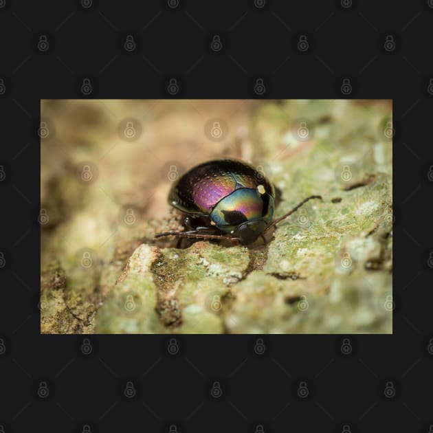 Unique and organic photo of a beautiful iridescent leaf beetle by AvonPerception