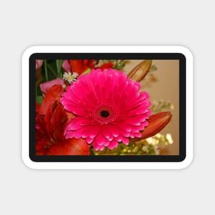 Pink Gerbera Magnet