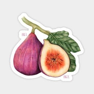 Funny Vintage Botanical Figs Magnet