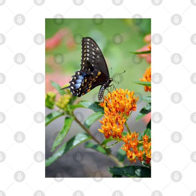 Black Swallowtail Butterfly by tessiaphoto