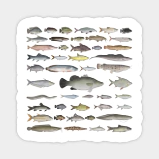 Nile River Basin Fish Group Magnet