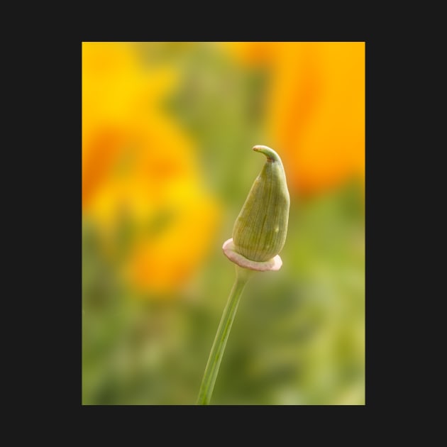 California Poppy Bud by mariola5