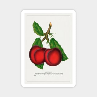 Abundance Plum Lithograph (1900) Magnet