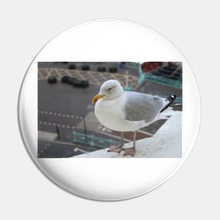 A European Herring Gull Pin