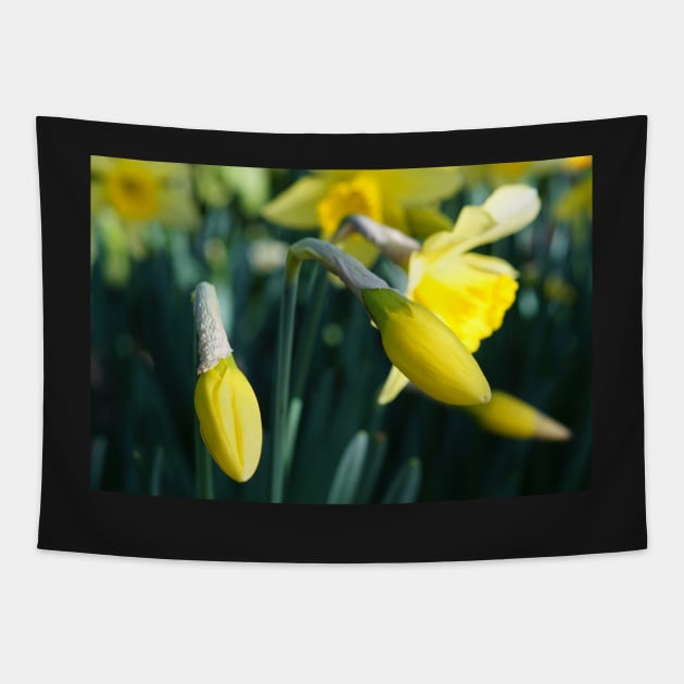 Daffodils Flower Buds unfurling Tapestry by DeborahMcGrath