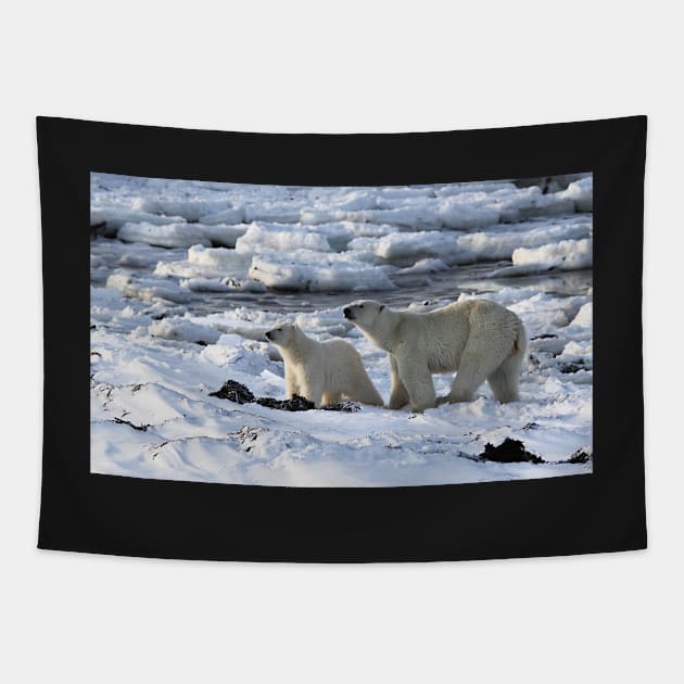 Polar Bear & Cub Tasting the Air, Churchill, Canada Tapestry by Carole-Anne