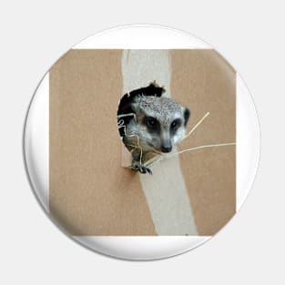 Meerkat 071 Pin