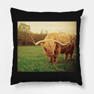 Portrait of a Scottish Highland Steer Pillow