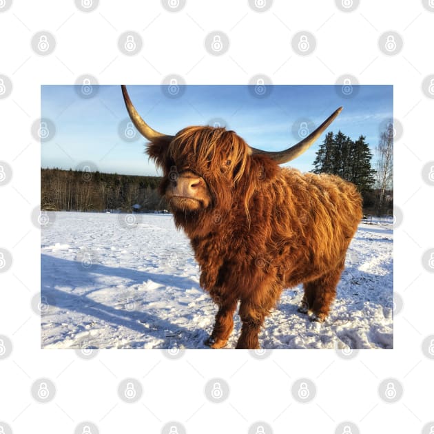 Scottish Highland Cattle Cow 2283 by SaarelaHighland