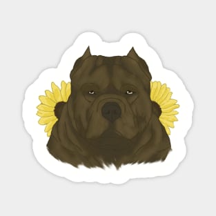 Chocolate American Bully with Sunflowers Magnet