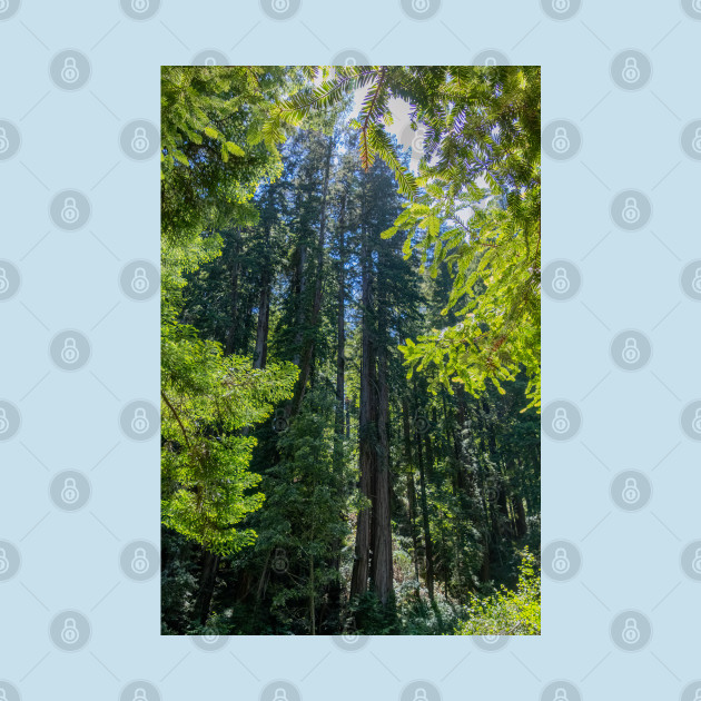 Various Shades of Green in Muir Woods National Monument by SafariByMarisa