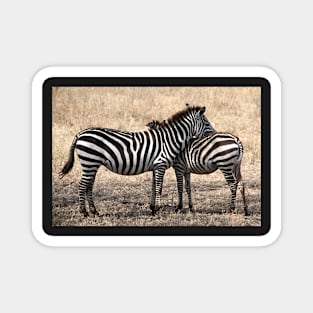 Plains Zebra, Serengeti National Park, Tanzania Magnet