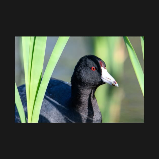 Coot by gdb2