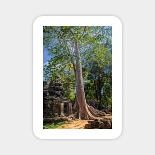 Giant Banyan Tree at Banteay Kdei Magnet