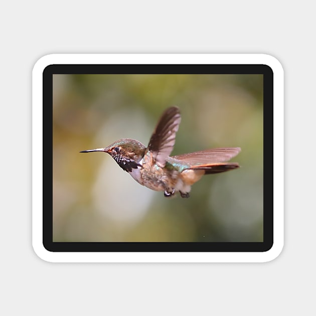 Scintillant Hummingbird Magnet by Carole-Anne