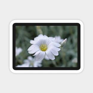 White flower Magnet