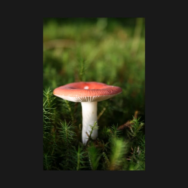 Toadstool by orcadia