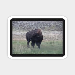 Bison in the rain Magnet