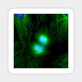 Cell division, fluorescent micrograph (C010/3482) Magnet