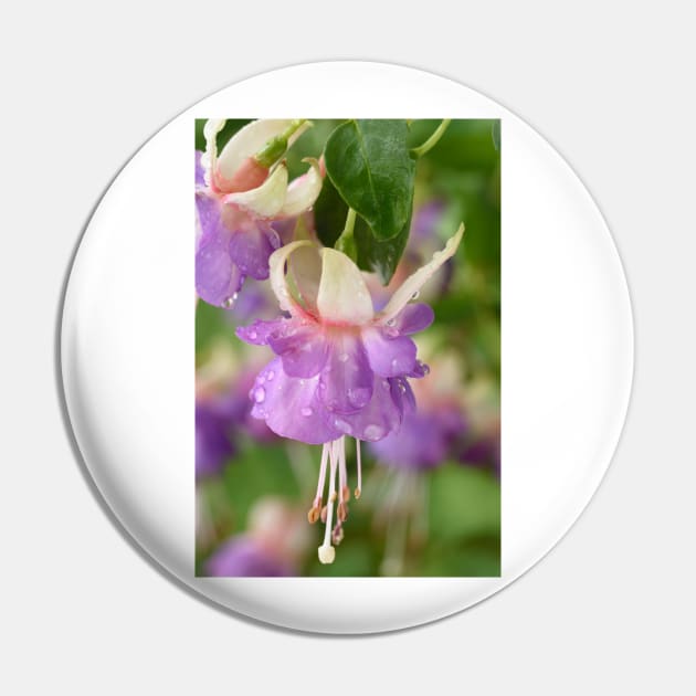 Fuchsia 'Prince George' Pin by chrisburrows